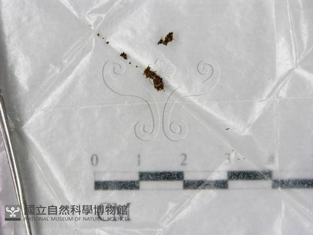 登錄號:F0001428藏品圖，第1張