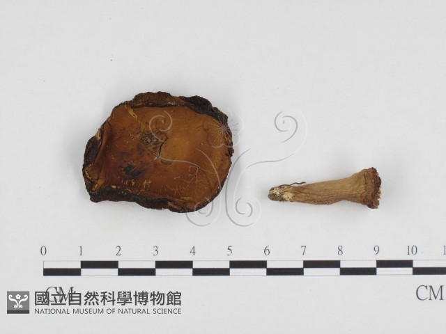 登錄號:F0024428藏品圖，第1張