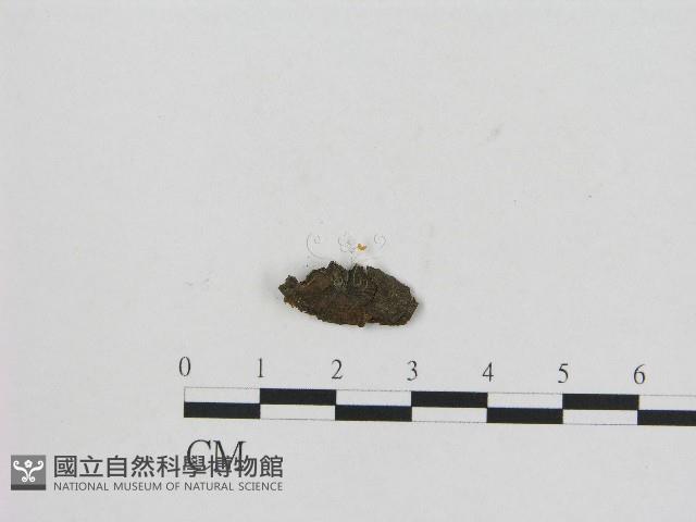 小菇屬藏品圖，第1張