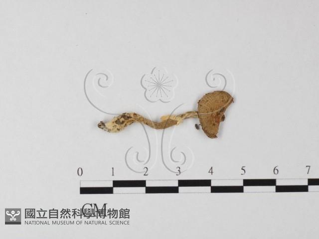 登錄號:F0014428藏品圖，第1張