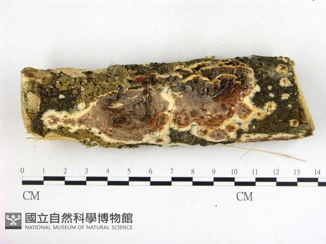 登錄號:F0002428藏品圖，第1張