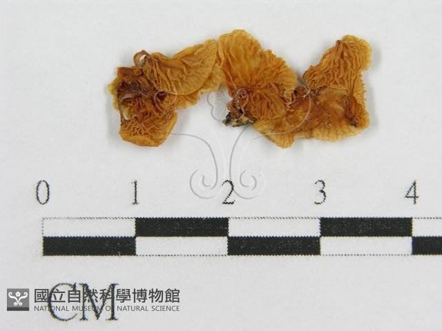 微皮傘屬藏品圖，第1張