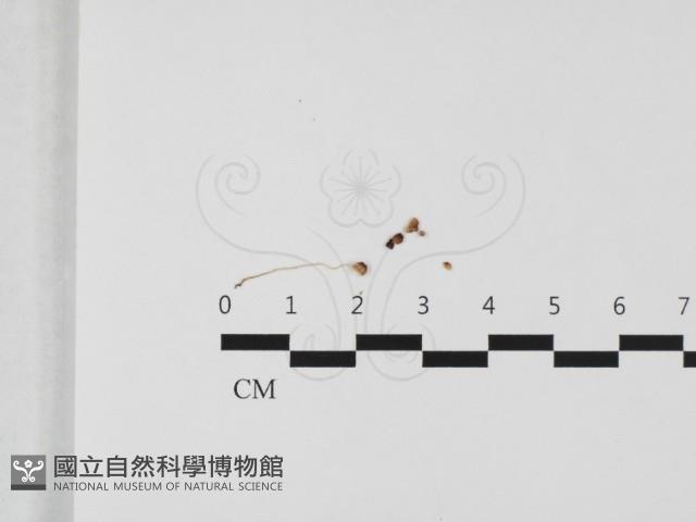 登錄號:F0032428藏品圖，第1張