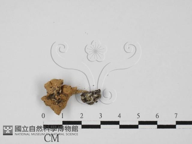 登錄號:F0027428藏品圖，第1張