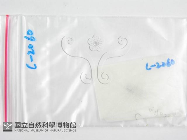 鬼傘屬藏品圖，第1張