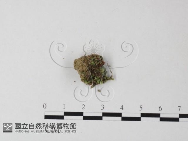登錄號:F0025428藏品圖，第1張