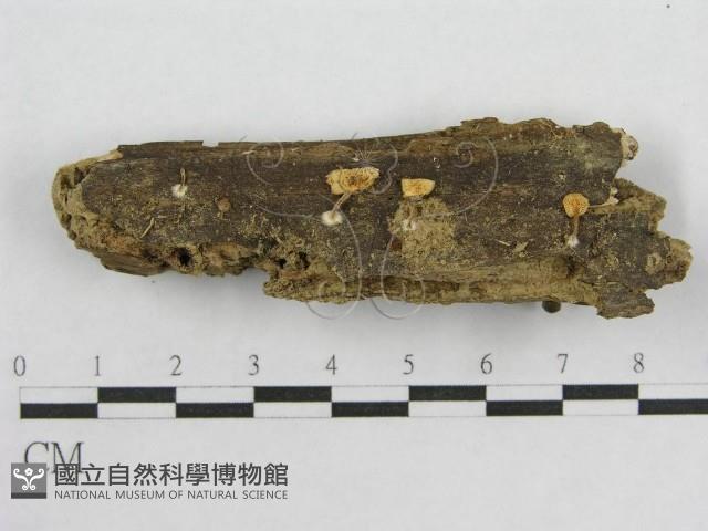 登錄號:F0005428藏品圖，第1張