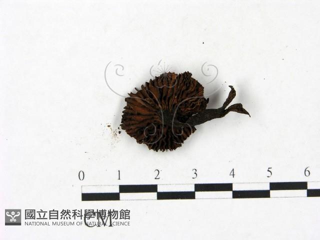 小菇屬藏品圖，第1張