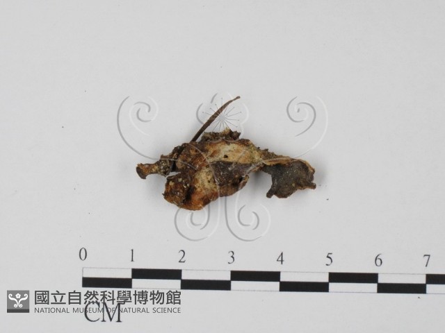 登錄號:F0003428藏品圖，第1張