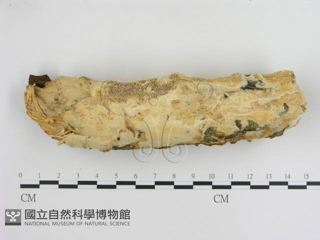登錄號:F0013428藏品圖，第1張