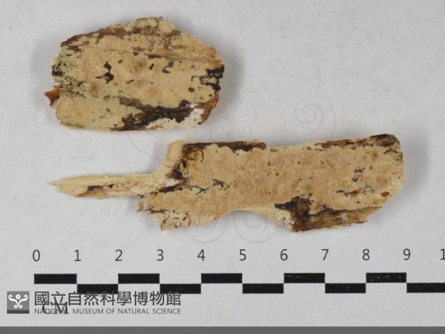 登錄號:F0033428藏品圖，第1張