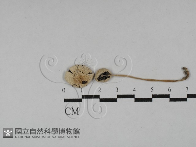 登錄號:F0028728藏品圖，第1張