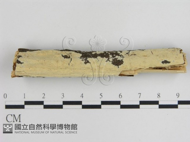 登錄號:F0008728藏品圖，第1張