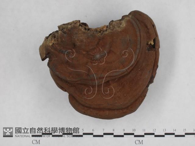 靈芝屬藏品圖，第1張