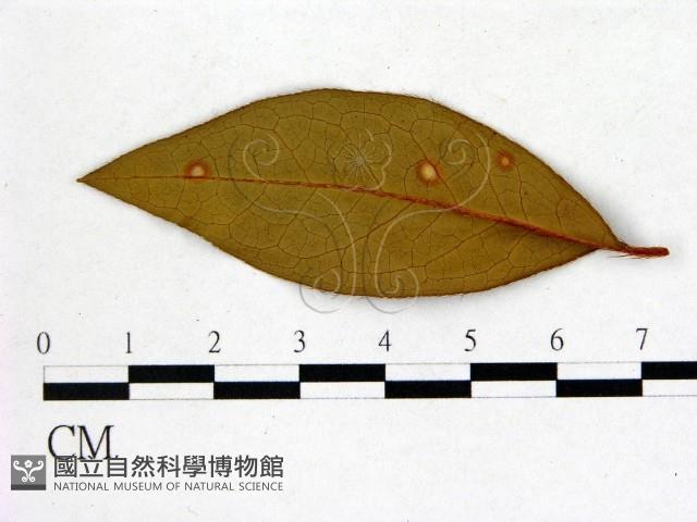 登錄號:F0020728藏品圖，第1張