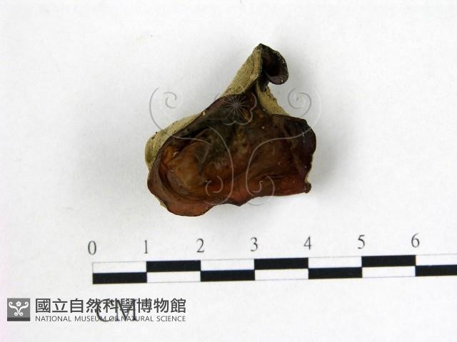 毛木耳藏品圖，第1張