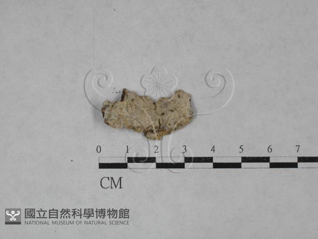 登錄號:F0026728藏品圖，第1張
