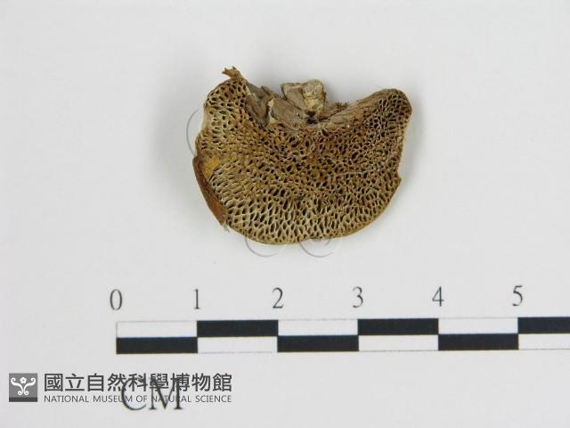 登錄號:F0006728藏品圖，第1張