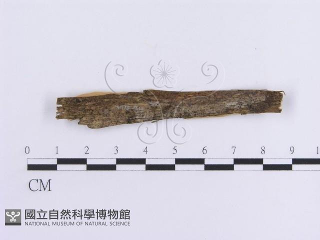 登錄號:F0016728藏品圖，第1張