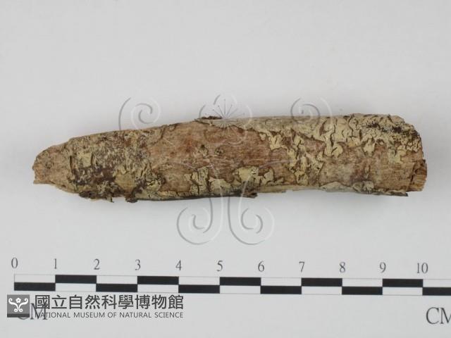 登錄號:F0021728藏品圖，第1張