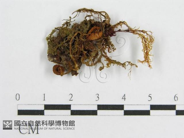登錄號:F0001728藏品圖，第1張
