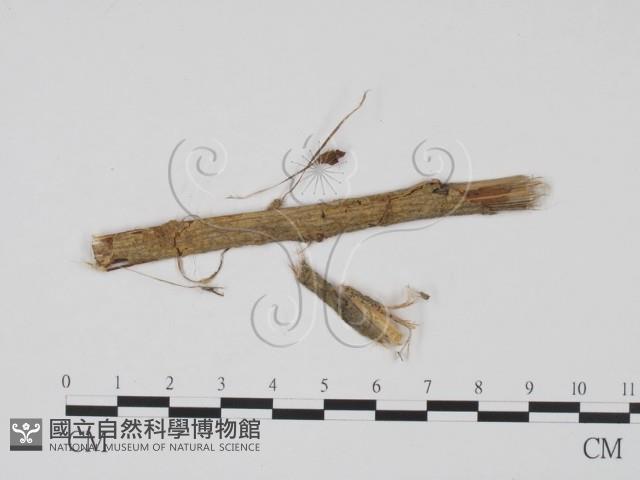 登錄號:F0011728藏品圖，第1張