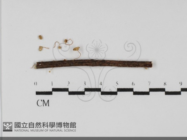 登錄號:F0031728藏品圖，第1張