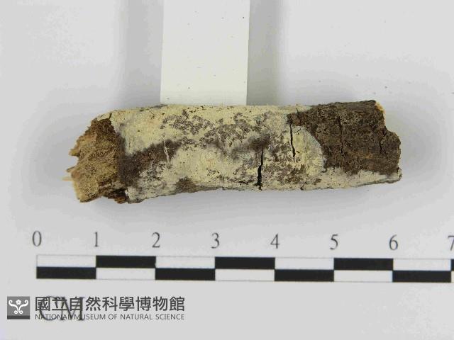 絲齒菌屬藏品圖，第1張