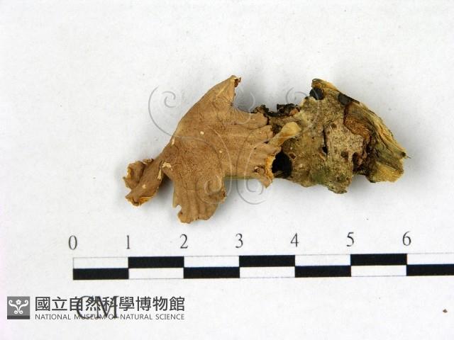小皮傘屬藏品圖，第1張