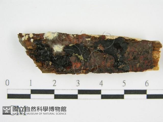 登錄號:F0002728藏品圖，第1張