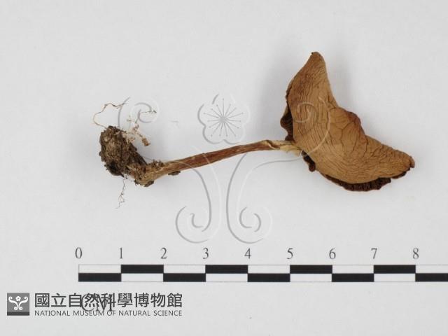 登錄號:F0025728藏品圖，第1張