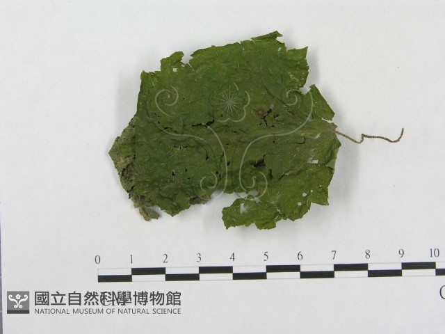 柄銹菌屬藏品圖，第1張