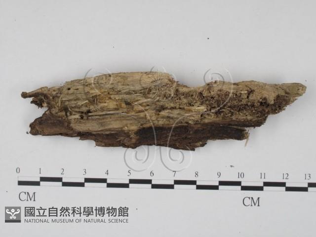 登錄號:F0015728藏品圖，第1張