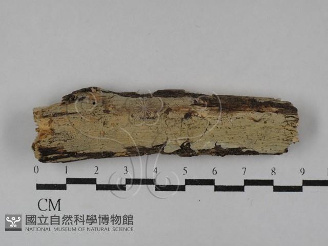 射脈菌屬藏品圖，第1張