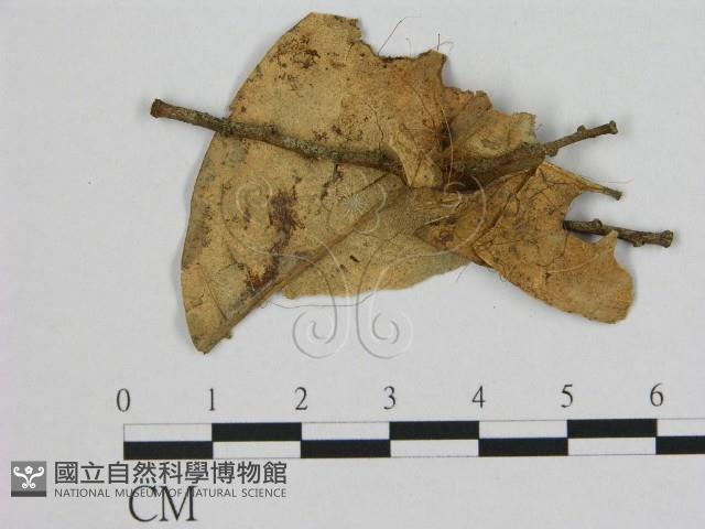 登錄號:F0009728藏品圖，第1張