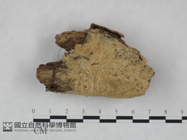 登錄號:F0023728藏品圖，第1張