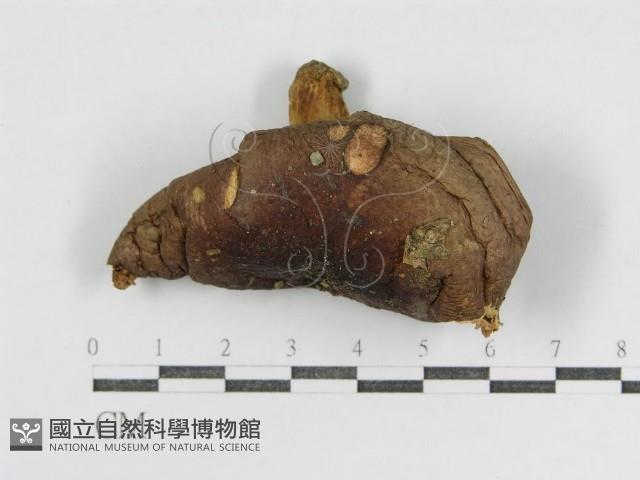 登錄號:F0003728藏品圖，第1張