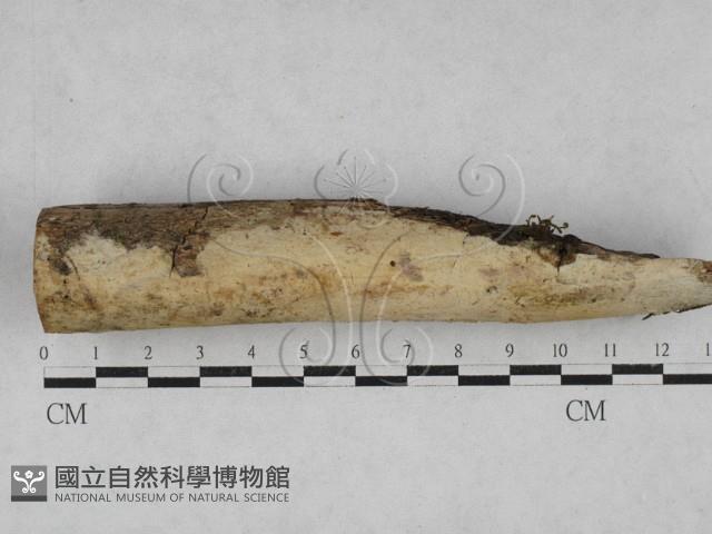 登錄號:F0028528藏品圖，第1張