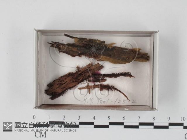 登錄號:F0018528藏品圖，第1張