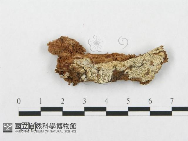 登錄號:F0010528藏品圖，第1張