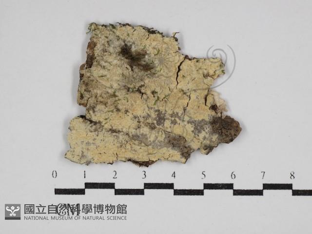 絲齒菌屬藏品圖，第1張