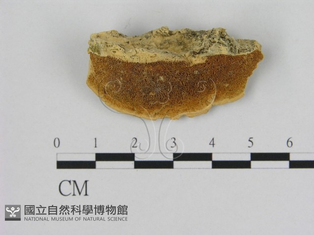 登錄號:F0006528藏品圖，第1張