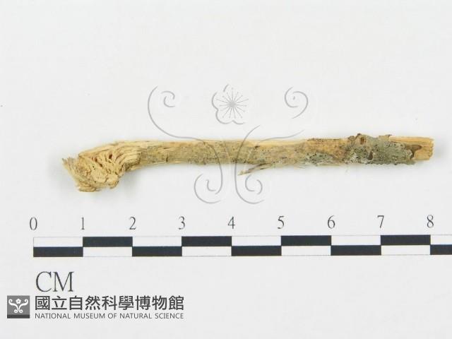 登錄號:F0001528藏品圖，第1張