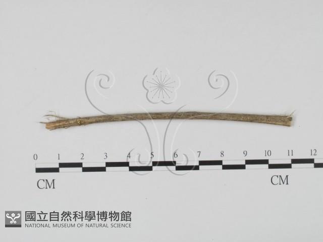 登錄號:F0011528藏品圖，第1張