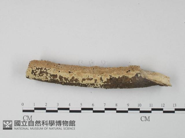 登錄號:F0004528藏品圖，第1張