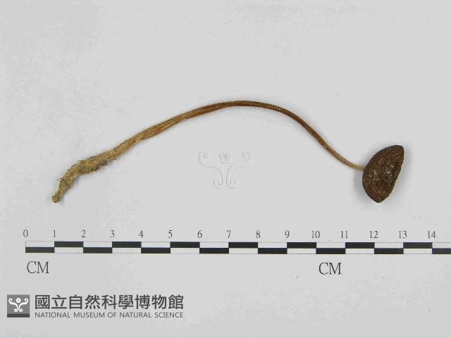 登錄號:F0014528藏品圖，第1張