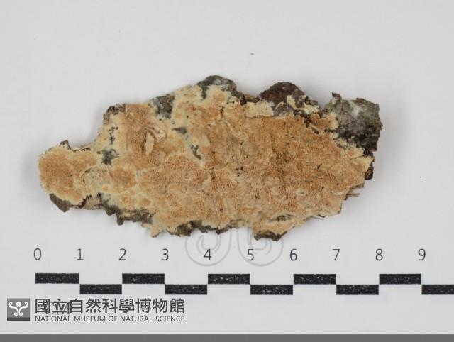 登錄號:F0034528藏品圖，第1張