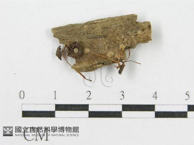 登錄號:F0012528藏品圖，第1張