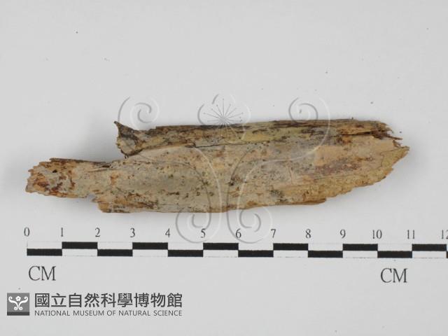 登錄號:F0027528藏品圖，第1張