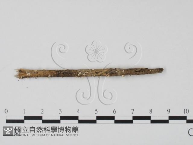登錄號:F0015528藏品圖，第1張